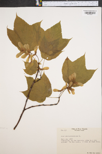 Acer pensylvanicum image