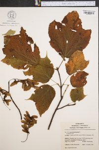 Acer pensylvanicum image