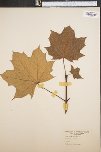 Acer platanoides image