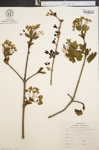 Acer platanoides image