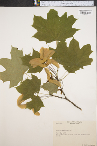 Acer platanoides image