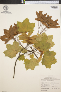 Acer platanoides image