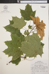 Acer platanoides image