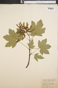 Acer pseudoplatanus image