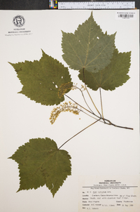 Acer spicatum image