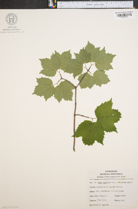 Acer spicatum image