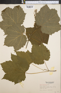 Acer spicatum image