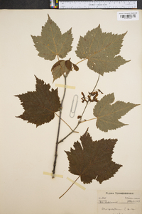 Acer spicatum image