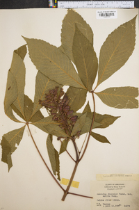 Aesculus discolor image