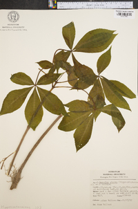 Aesculus glabra image