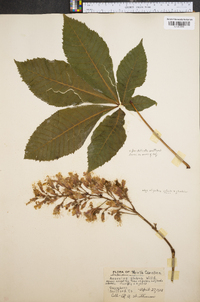 Aesculus glabra image