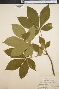 Aesculus glabra image