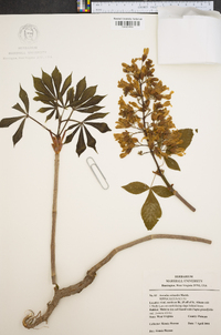 Aesculus flava image