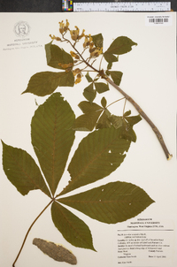 Aesculus flava image