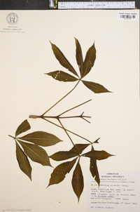 Aesculus flava image