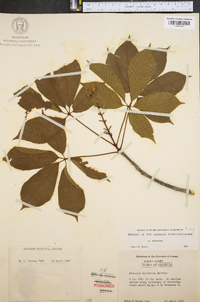 Aesculus sylvatica image
