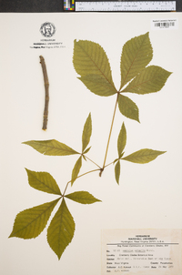 Aesculus flava image