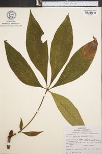 Aesculus flava image