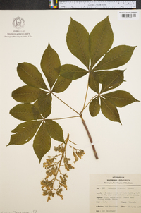 Aesculus flava image