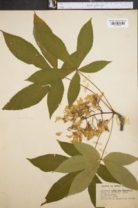 Aesculus flava image