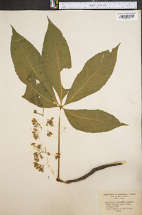 Aesculus flava image