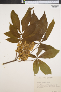 Aesculus flava image