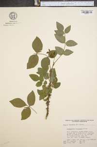 Zanthoxylum americanum image