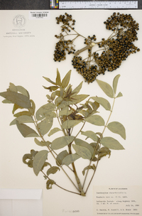 Zanthoxylum clava-herculis image