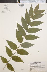 Ailanthus altissima image