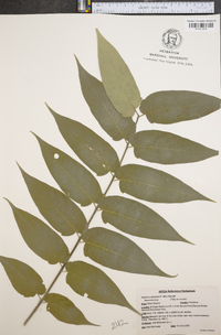 Ailanthus altissima image