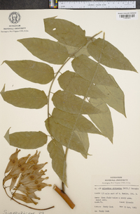 Ailanthus altissima image