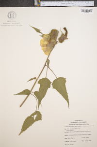 Hibiscus militaris image