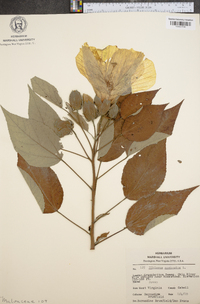 Hibiscus moscheutos image