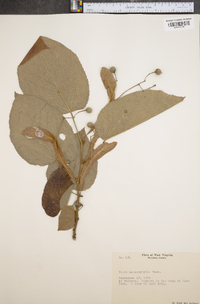 Tilia heterophylla image