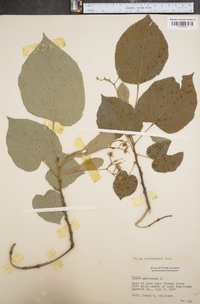 Tilia heterophylla image