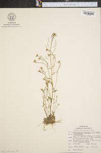 Arabidopsis thaliana image