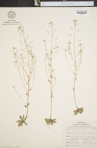 Arabidopsis thaliana image