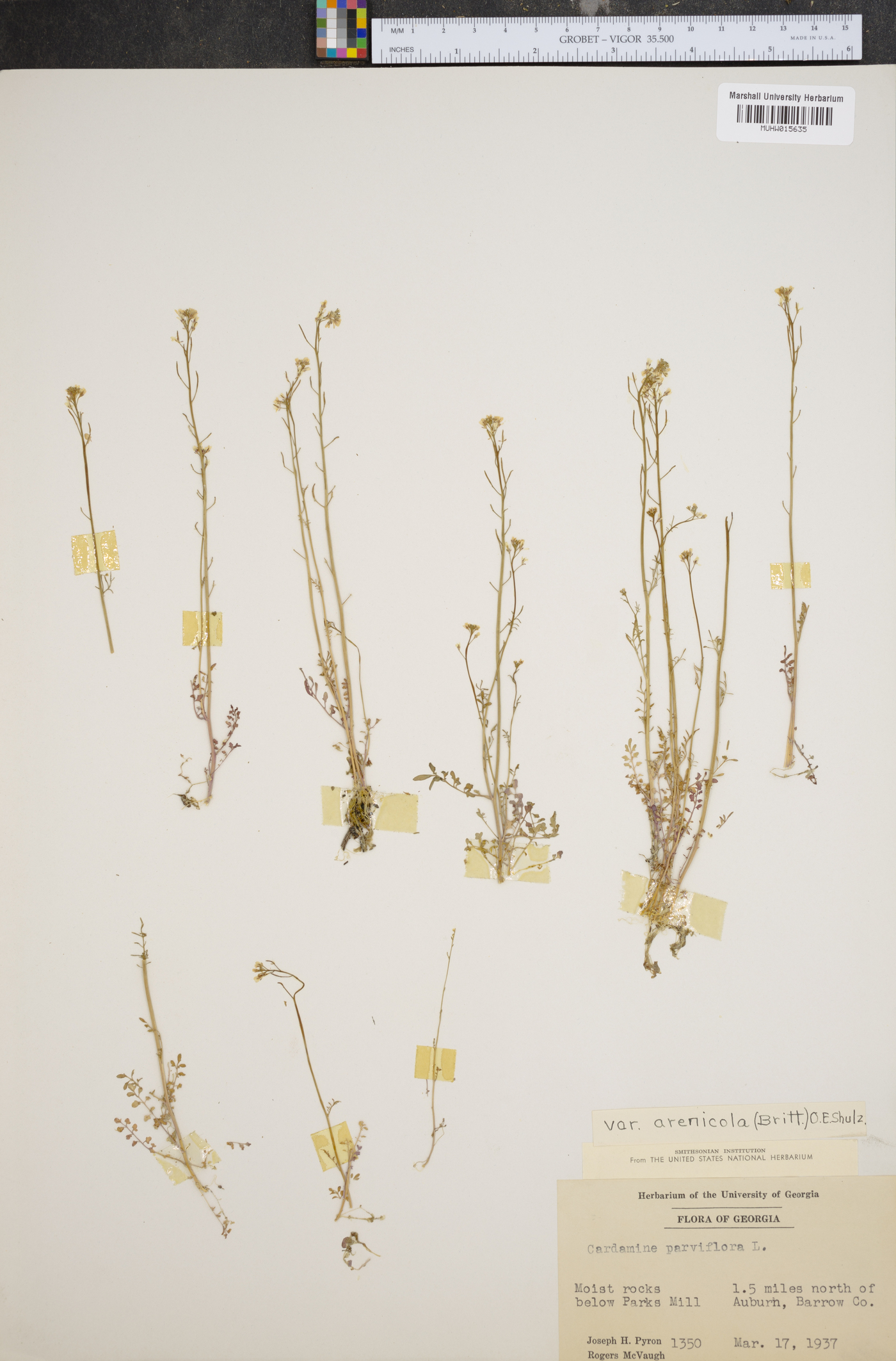 Cardamine impatiens image