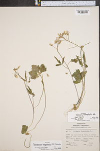 Cardamine angustata image