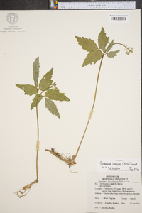 Cardamine diphylla image