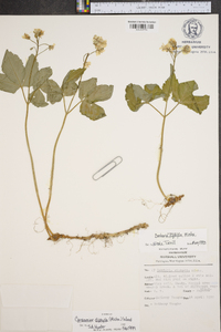 Cardamine diphylla image