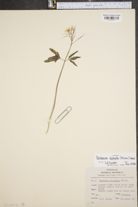 Cardamine diphylla image