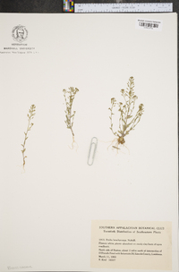 Draba brachycarpa image