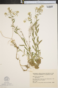 Draba ramosissima image