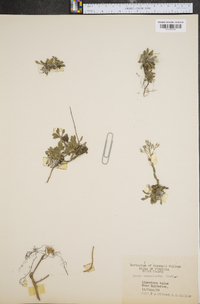 Draba ramosissima image