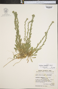 Lepidium campestre image