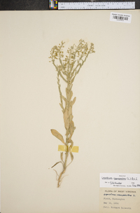 Lepidium campestre image