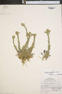 Lepidium campestre image