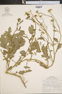 Raphanus raphanistrum image
