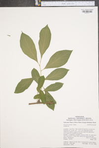 Pyrularia pubera image